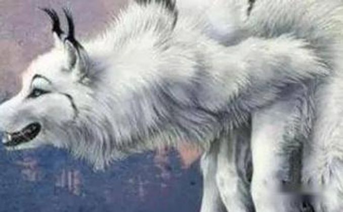 狽是什麼樣子的動物 - 健康 - iNewsDB 日日新聞．掌握每日新鮮事