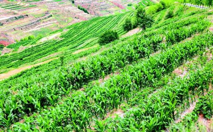 帶狀複合示範種植實現雙豐收 - 健康 - iNewsDB 日日新聞.掌握每日新鮮事