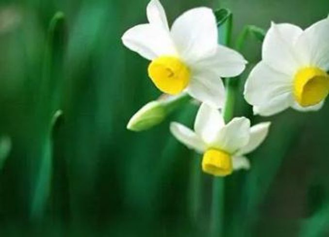 男人送女人水仙花什麼意思