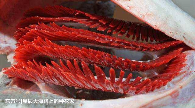 一根繩就能讓魚多活幾天 閩北神奇弓魚術 打通了魚的任督二脈