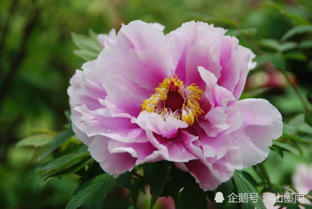 穀雨花 區分牡丹芍藥 認識荷葉牡丹 去洛陽賞牡丹 能收穫很多