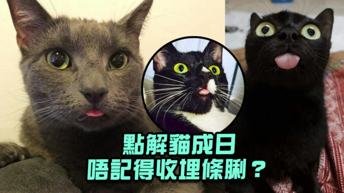 37787ce3-cat