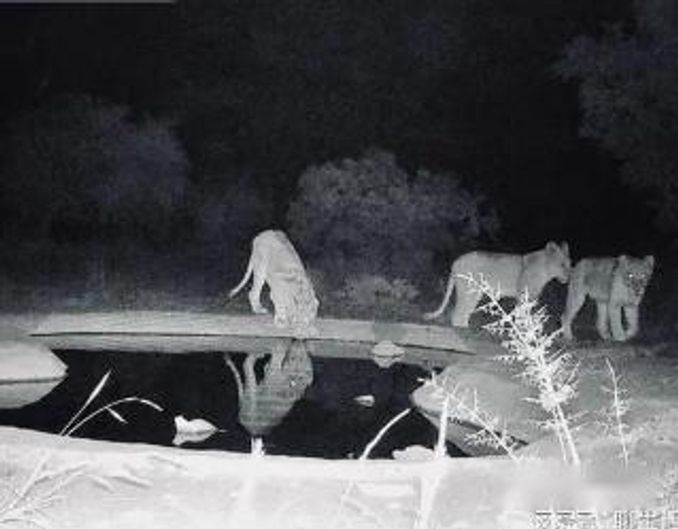 The Night's Guardian: How an Elephant Rescued a Pregnant Woman from Lions 寧可聽鬼哭不能聽鬼笑- 健康- iNewsDB 日日新聞.掌握每日新鮮事