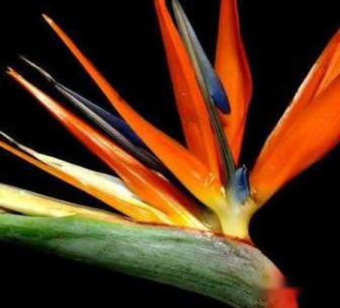 什麼花象徵自由之花