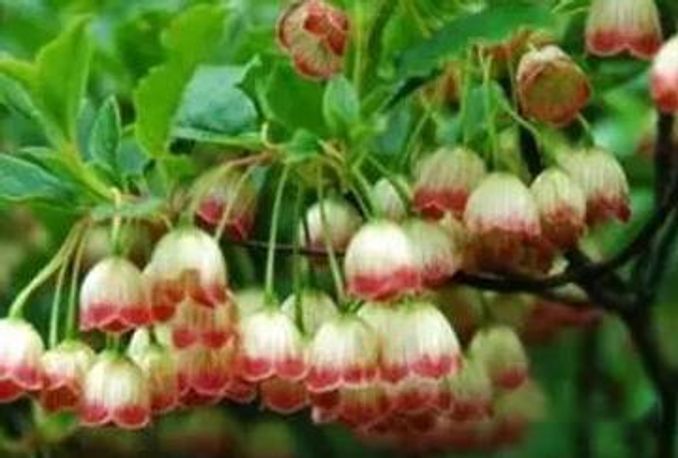 齒緣吊鐘花的扦插繁殖方法