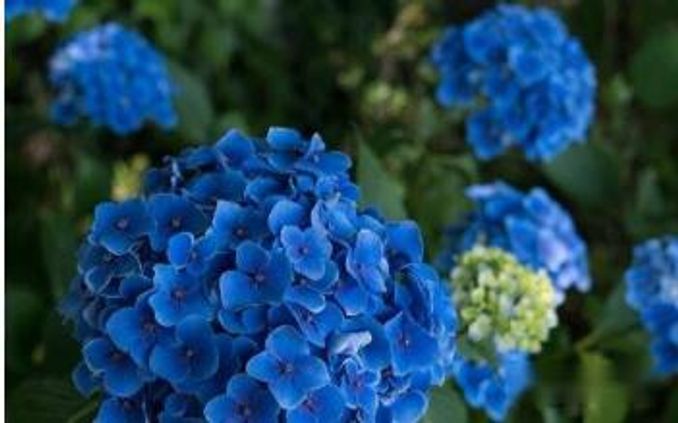 風水上不能養的花