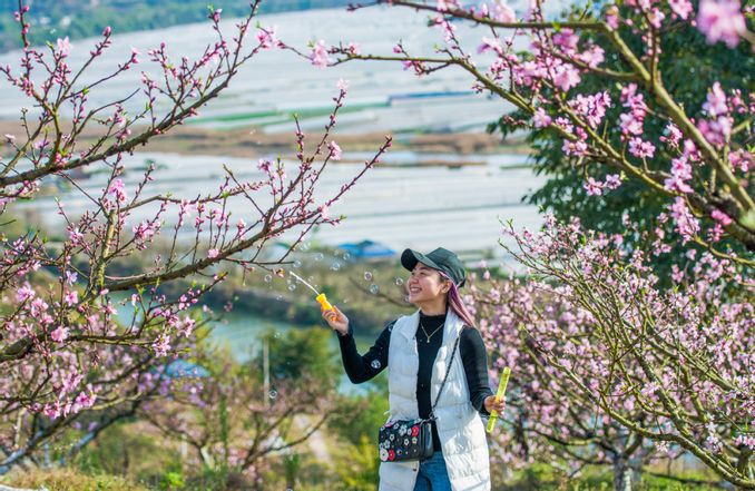 重慶最美的桃花觀賞地 潼南半坡山桃樹已花開成海 真的太美啦