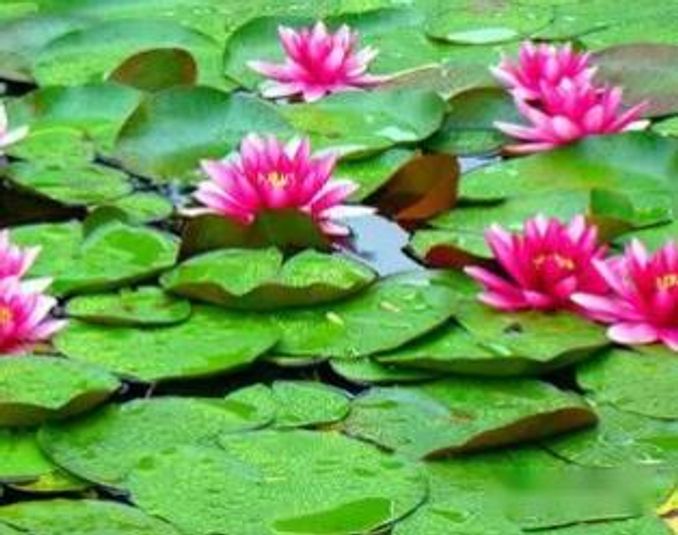 睡蓮花語是什麼