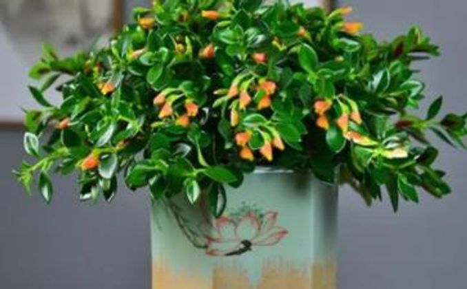 金魚吊蘭可以淋雨嗎