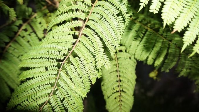 前段時間火爆網路的西昌藍花楹 在成都也有這麼多地方能看到