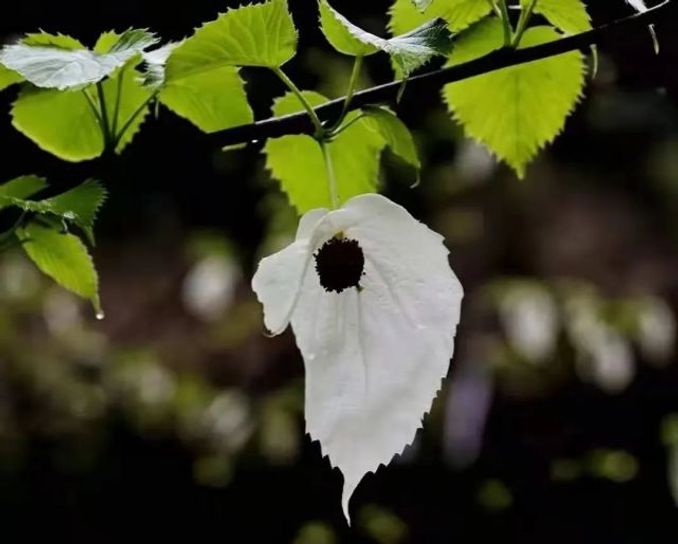 貴州梵淨山 珙桐花開 白鴿 翩躚而來 貴州梵淨山 珙桐花開 白鴿 翩躚而來