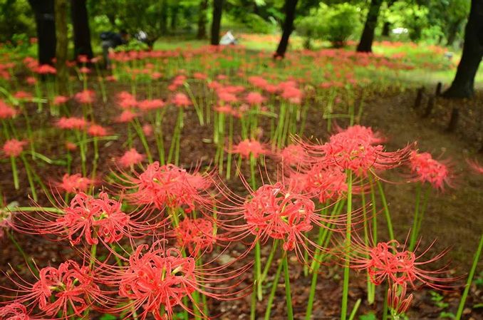 來自彼岸の花東京近郊曼珠沙華賞花地推薦