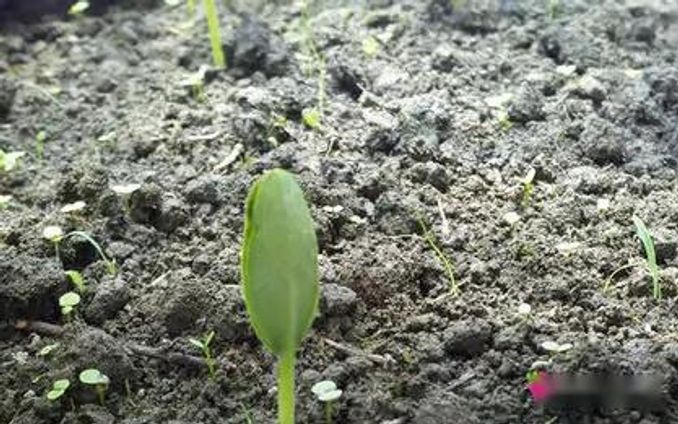 植物生長經歷什麼變化