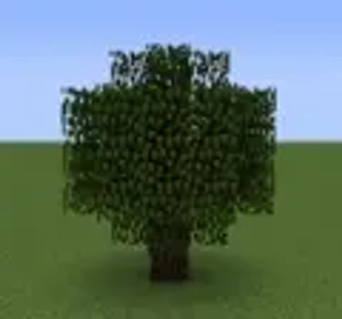 Minecraft植物百科 橡樹